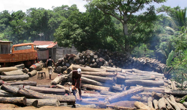 10 Paesi in cui la deforestazione è fuori controllo 1