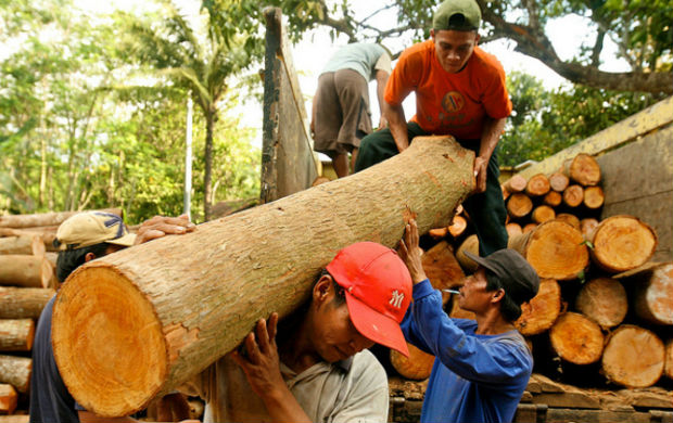 10 Paesi in cui la deforestazione è fuori controllo 3