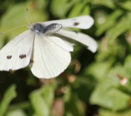 biodiversità