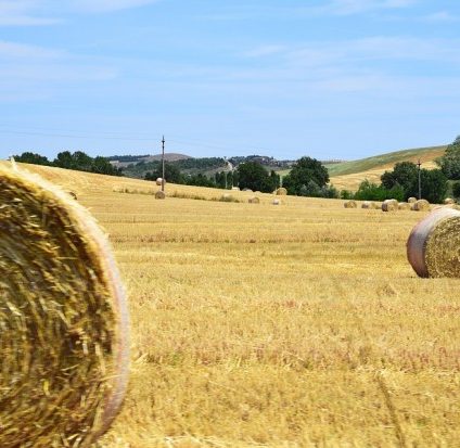 Rinnovabili • agricoltura e allevamento europa