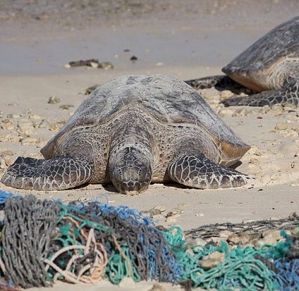 Rinnovabili • età della plastica