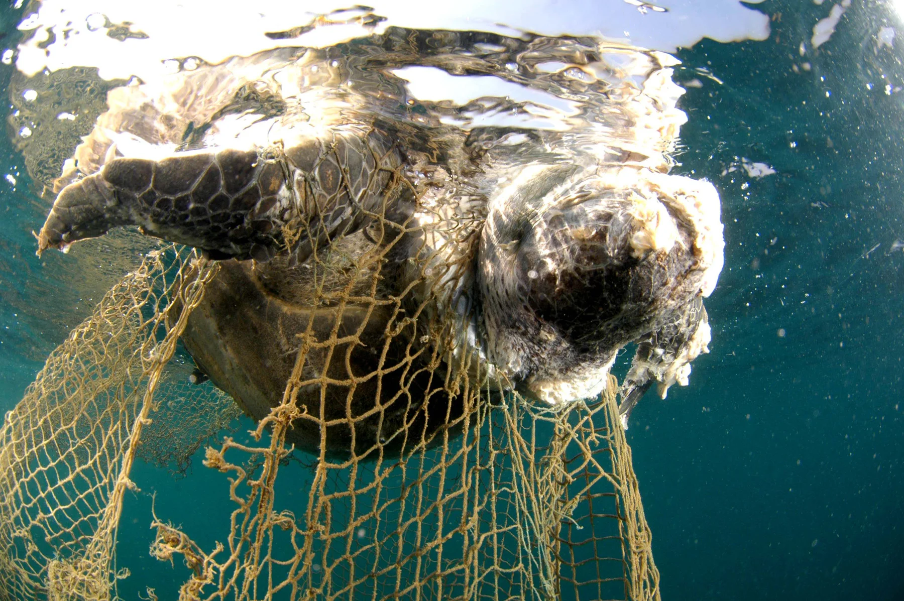 Le reti da pesca abbandonate sono una minaccia per il Mediterraneo