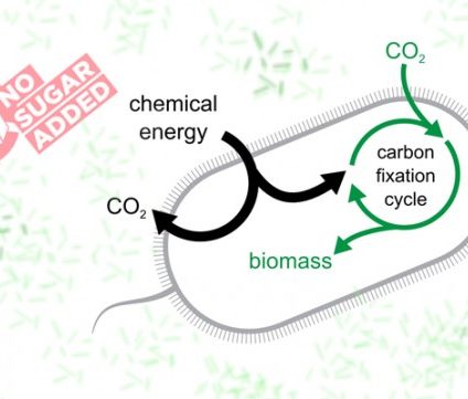 Rinnovabili • batteri mangia CO2