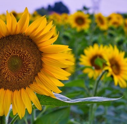 Rinnovabili • pannelli solari girasoli