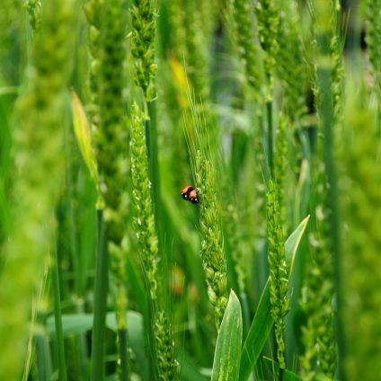 Rinnovabili • biodiversità