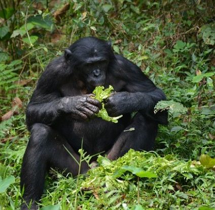 Rinnovabili • Foresta del Congo