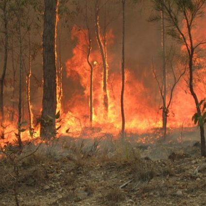 Rinnovabili • incendi australiani