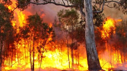 Rinnovabili • incendi in australia