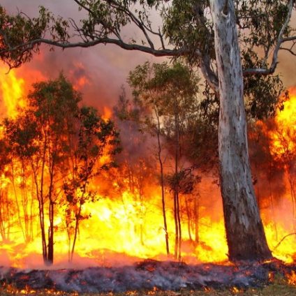 Rinnovabili • incendi in australia