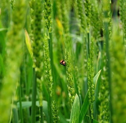 Rinnovabili • biodiversità