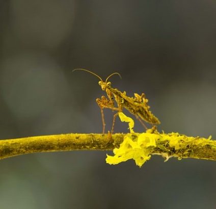 Rinnovabili • Biodiversità