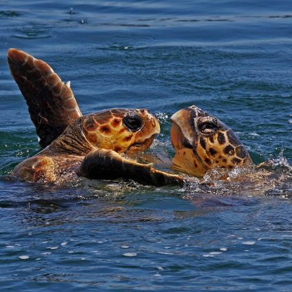 Rinnovabili • tartarughe marine