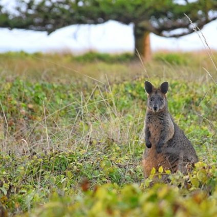 Rinnovabili • Giornata mondiale della natura selvatica