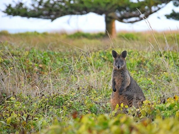 Rinnovabili • Giornata mondiale della natura selvatica