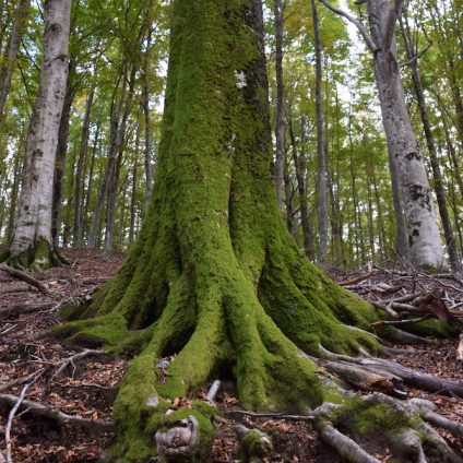 Rinnovabili • foreste sostenibili Italia