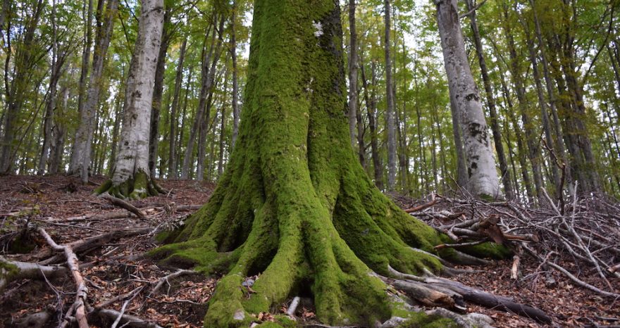 Rinnovabili • foreste sostenibili Italia