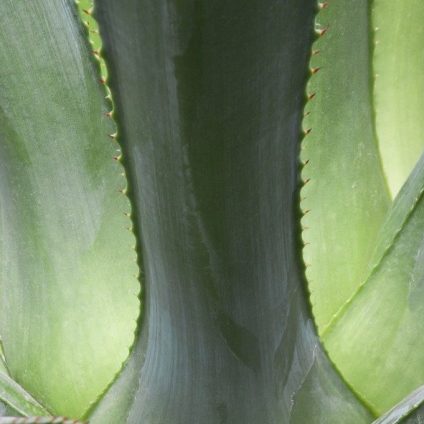 Rinnovabili • bioetanolo agave