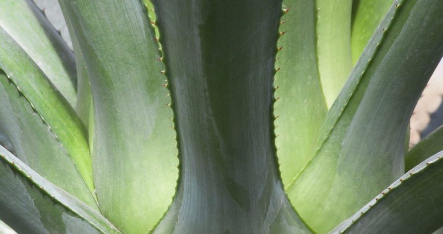 Rinnovabili • bioetanolo agave