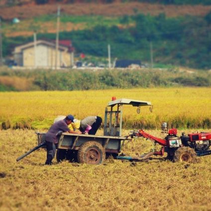 Rinnovabili • Lavoratori agricoli