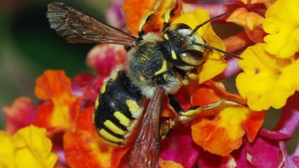 Rinnovabili • pesticidi chimici