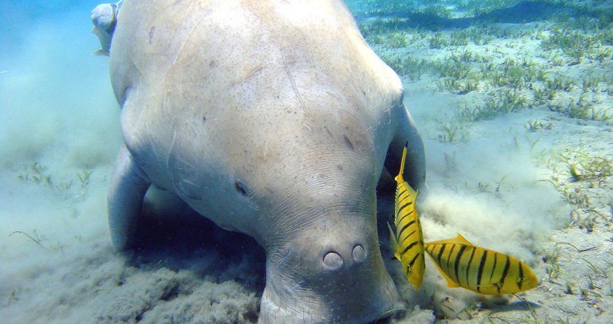 Rinnovabili • megafauna marina