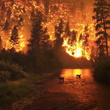 Rinnovabili • stagione degli incendi