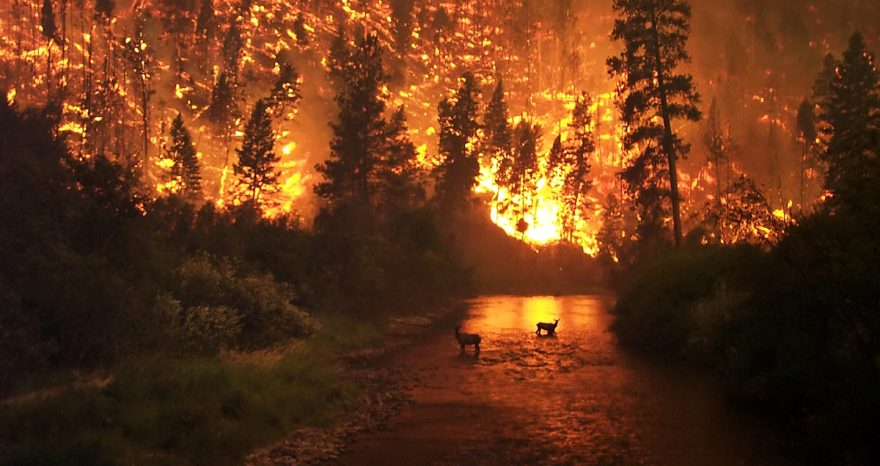 Rinnovabili • stagione degli incendi