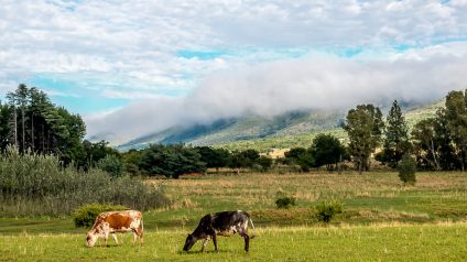 Rinnovabili • politiche agricole