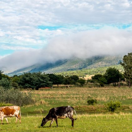 Rinnovabili • politiche agricole