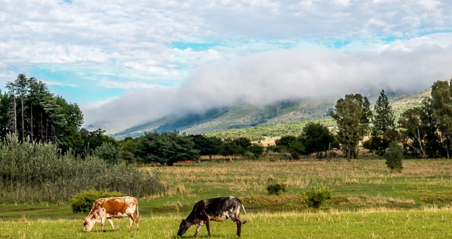 Rinnovabili • politiche agricole