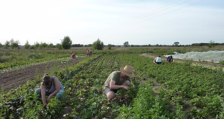 Rinnovabili • agricoltura sociale