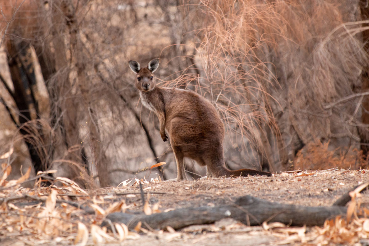 Incendi australiani animali