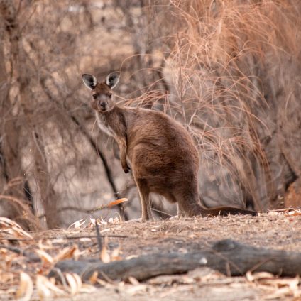 Rinnovabili • Incendi australiani animali