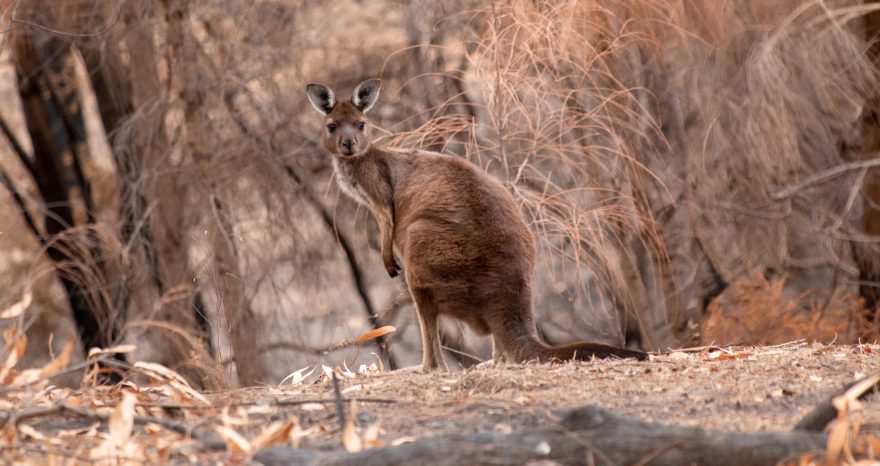 Rinnovabili • Incendi australiani animali