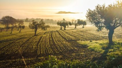 Rinnovabili • agrifood euromediterraneo