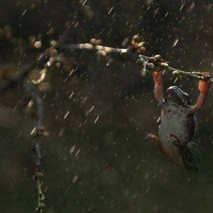 Rinnovabili • Distruzione della Foresta Amazzonica