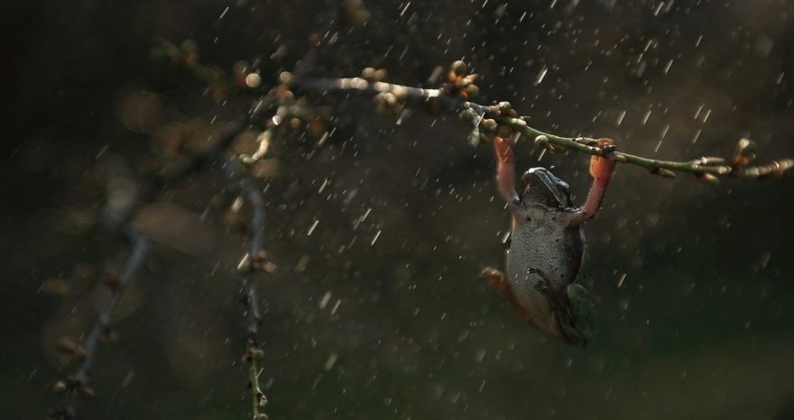 Rinnovabili • Distruzione della Foresta Amazzonica