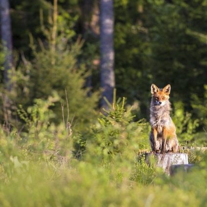 Rinnovabili • Tassonomia naturale