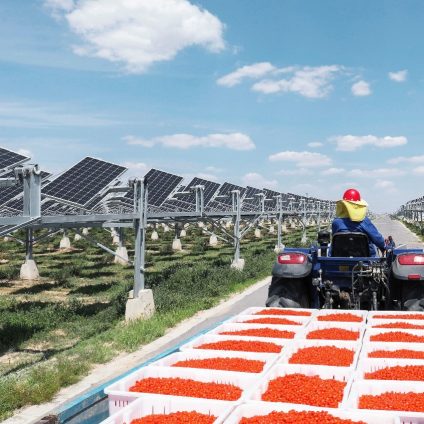 Rinnovabili • agro fotovoltaico