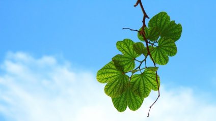 Rinnovabili • Giornata internazionale dell'aria pulita e i cieli azzurri