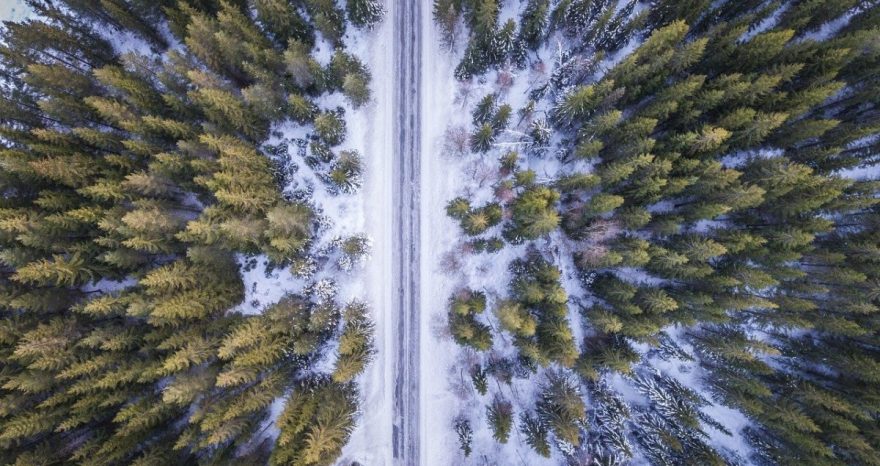 Rinnovabili • foresta di Tongass