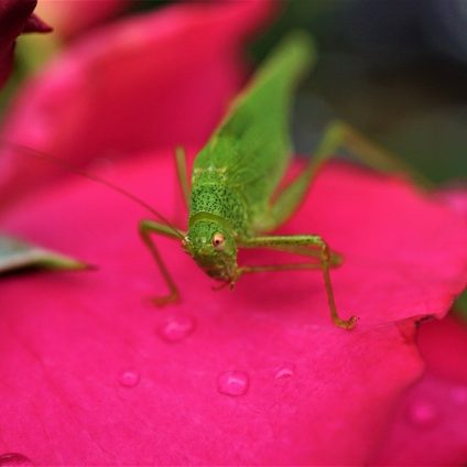 Rinnovabili • biodiversità