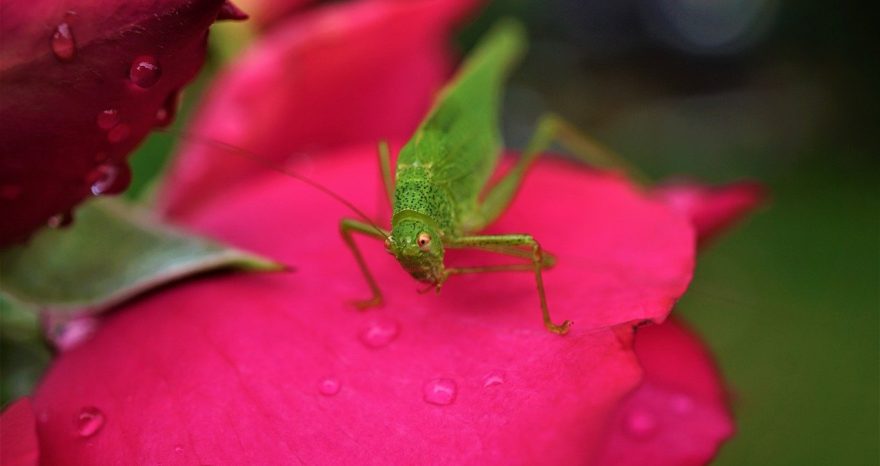 Rinnovabili • biodiversità