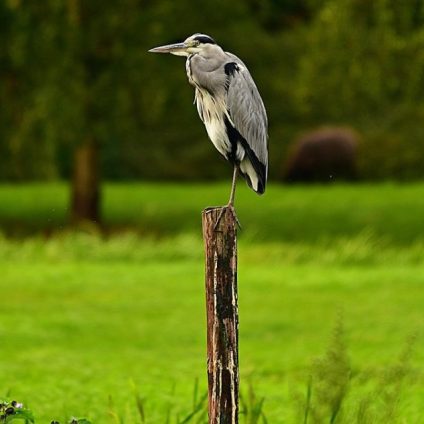 Rinnovabili • Biodiversità a rischio: l’allarme dell’UE, l’80% degli habitat è degradato