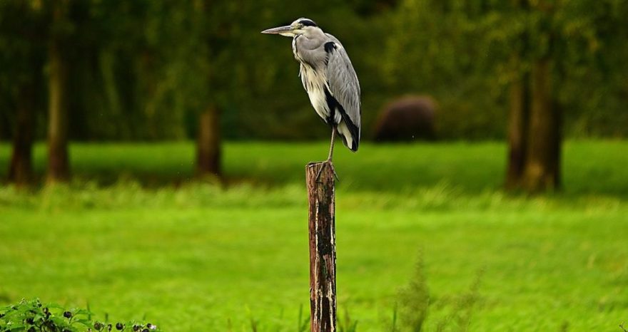 Rinnovabili • Biodiversità a rischio: l’allarme dell’UE, l’80% degli habitat è degradato