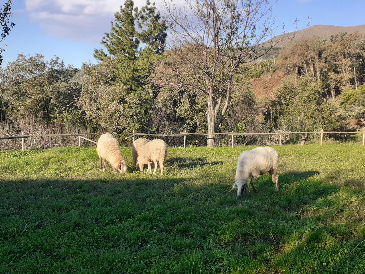 Rinnovabili • agricoltura sociale