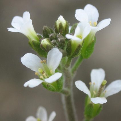 Rinnovabili • Nanoparticelle di silice