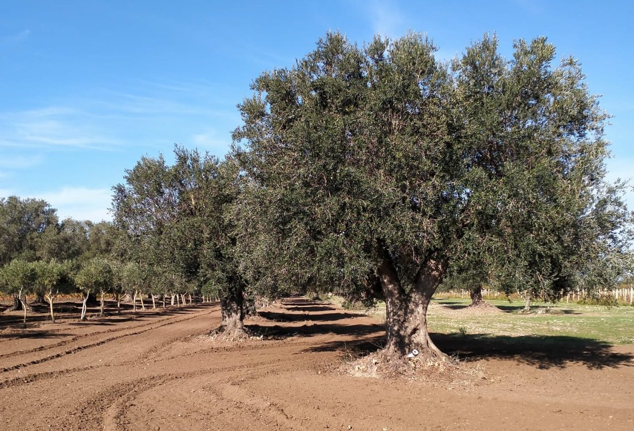 Rinnovabili • Xylella fastidiosa