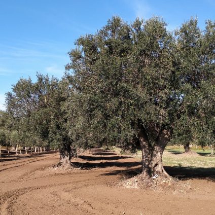 Rinnovabili • Xylella fastidiosa