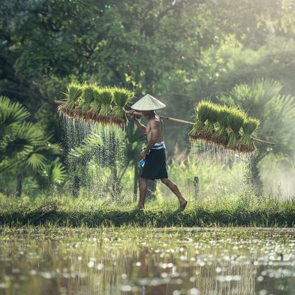 Rinnovabili • World Economic Forum, l'innovazione per i sistemi agroalimentari